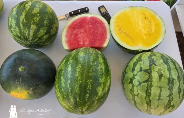 Sandías de Bayer Seminis. Polinizadoras Polinesia y Romanesia / agroautentico.com