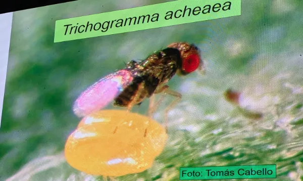 Trichogramma achaeae / agroautentico.com