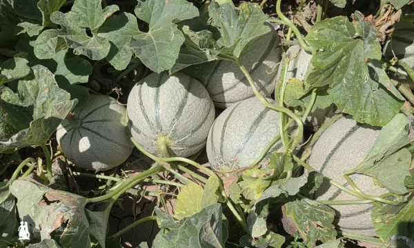 Variedad Bisantin de charentais / agroautentico.com