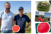 Cora Seeds elige Pulpí para sus primeras puertas abiertas en sandía