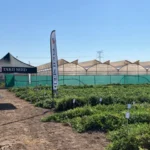 Takii presenta sus novedades en melón y sandía durante sus jornadas de puertas abiertas en Torre Pacheco