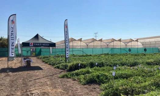 Novedades de Takii en sandía con microsemillas, en melón piel de sapo y en galia con Goya