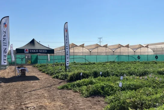 Novedades de Takii en sandía con microsemillas, en melón piel de sapo y en galia con Goya