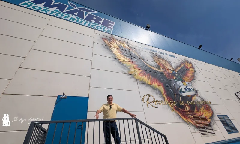 El ave fénix de Mabe emprende el vuelo en la campaña 2026/27
