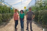 El cherry en verano es bajo malla, en comarcas y serranías del interior y con microbianos