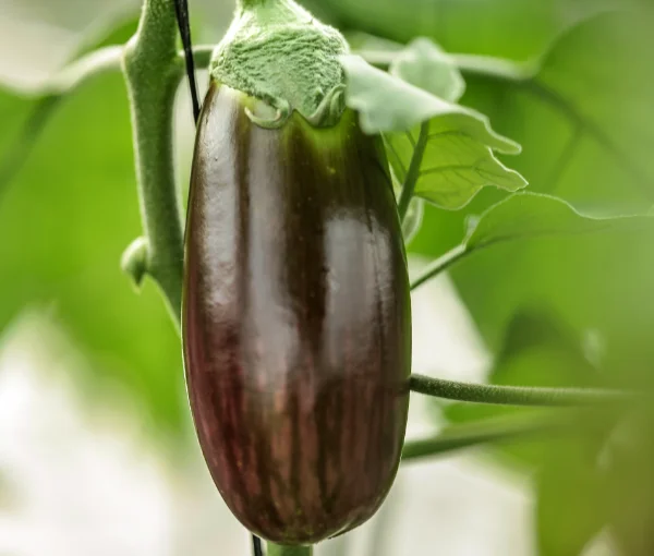 Berenjena Delistra / agroautentico.com