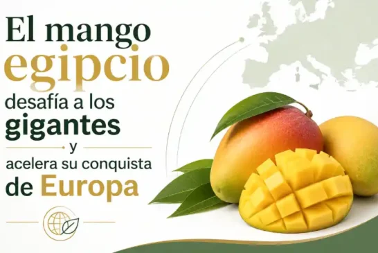 El mango egipcio desafía a los gigantes y acelera su conquista de Europa