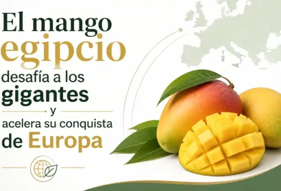 El mango egipcio desafía a los gigantes y acelera su conquista de Europa