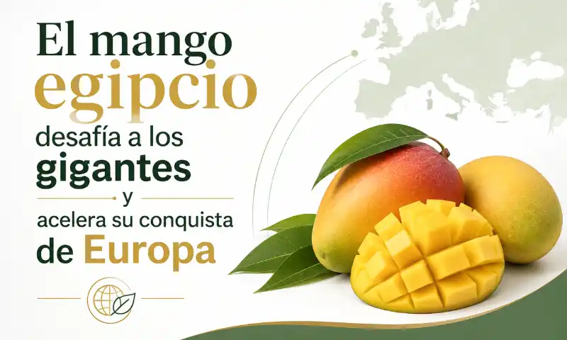 El mango egipcio desafía a los gigantes y acelera su conquista de Europa