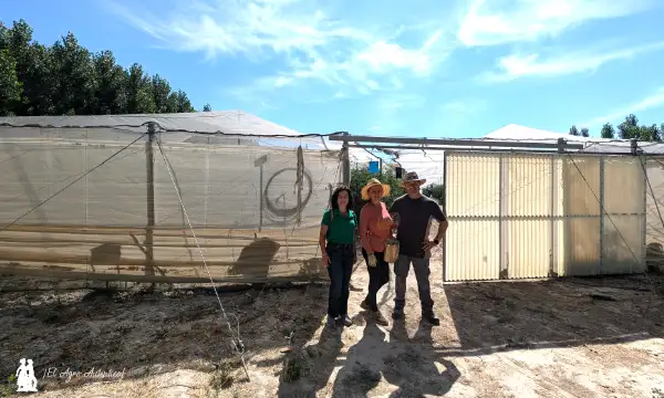 Invernadero en comarca de Baza con tomate cherry en verano / agroautentico.com