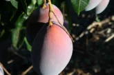 Llega la temporada del mango español