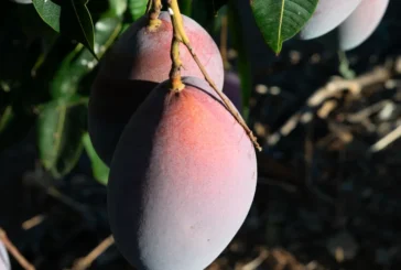 Llega la temporada del mango español