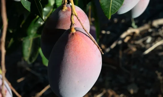 Llega la temporada del mango español