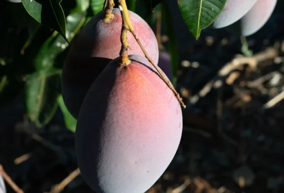Llega la temporada del mango español