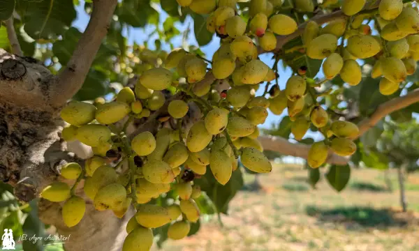 Pistachos en Granada / agroautentico.com