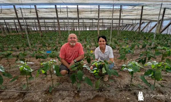 Plástico Green Care de Fraimher Agro en un invernadero de Balanegra / agroautentico.com