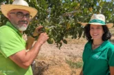 En la cuna de los Pistachos del Altiplano de Granada