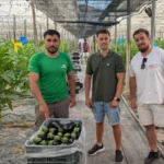 Seipasa Pirecris en berenjena / agroautentico.com