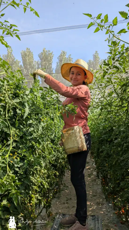 Tomate cherry en verano en invernaderos de malla en comarca de Baza / agroautentico.com