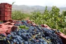 Uva de excelente calidad en la vendimia de la Alpujarra de este año