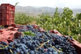 Uva de excelente calidad en la vendimia de la Alpujarra de este año