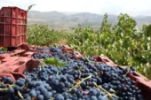 Uva de excelente calidad en la vendimia de la Alpujarra de este año