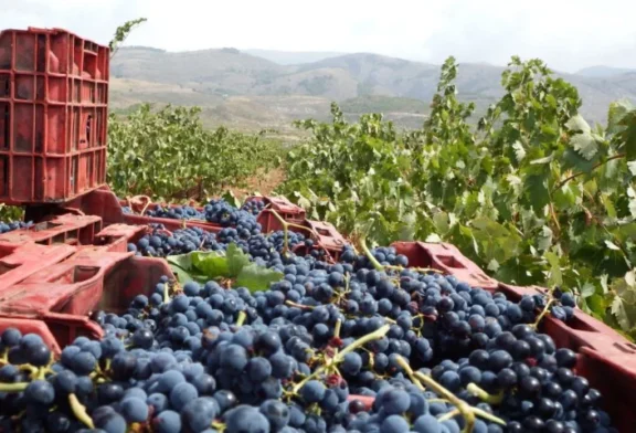 Uva de excelente calidad en la vendimia de la Alpujarra de este año