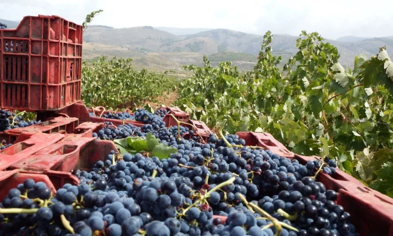 Uva de excelente calidad en la vendimia de la Alpujarra de este año