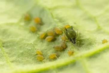 El control biológico, única alternativa autorizada para frenar el pulgón en pimiento