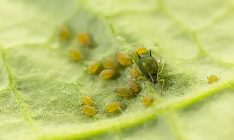 El control biológico, única alternativa autorizada para frenar el pulgón en pimiento