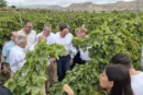 Brandt con la uva de mesa del Vinalopó en el inicio de campaña 2026