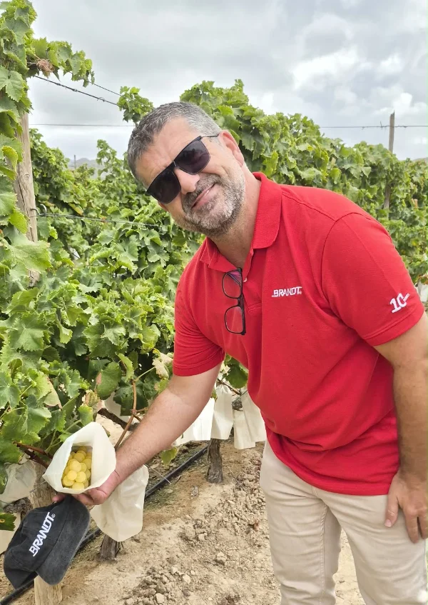 Brandt con la uva de mesa del Vinalopó en el inicio de campaña 2
