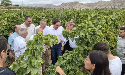 Brandt con la uva de mesa del Vinalopó en el inicio de campaña 2026
