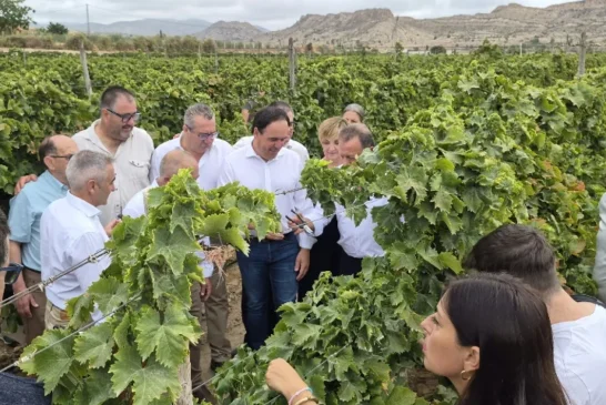 Brandt con la uva de mesa del Vinalopó en el inicio de campaña 2026