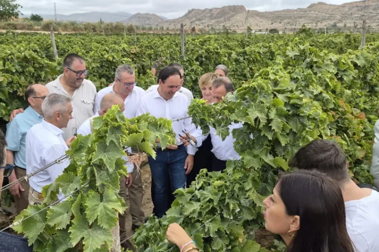 Brandt con la uva de mesa del Vinalopó en el inicio de campaña 2026