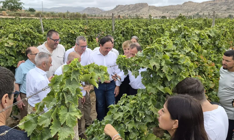 Brandt con la uva de mesa del Vinalopó en el inicio de campaña 2026