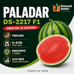 DIVISOR 5 DIAMOND SEEDS