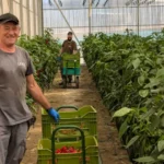 Finca experimental de Unica en el PITA de Almería. La cooperativa cumple su mayoría de edad / agroautentico.com
