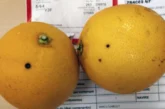 La UE baraja eliminar la ‘Mancha negra’ y tres graves moscas de la fruta del listado europeo de plagas prioritarias