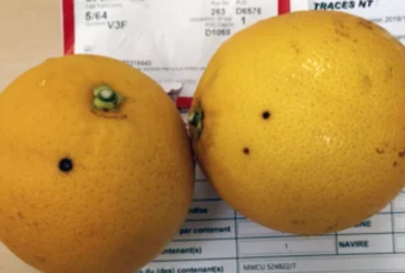 La UE baraja eliminar la ‘Mancha negra’ y tres graves moscas de la fruta del listado europeo de plagas prioritarias
