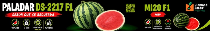 DIVISOR 5 DIAMOND SEEDS