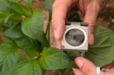La Junta afina la estrategia frente a T. parvispinus con un protocolo de medidas para el agricultor