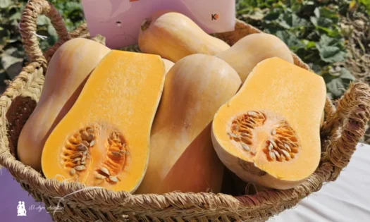 Manzanares estrena el primer Día de la Calabaza en España con tractores cargados de calabazas