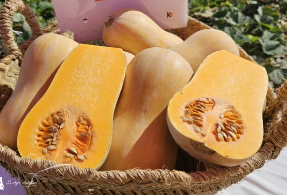 Manzanares estrena el primer Día de la Calabaza en España con tractores cargados de calabazas