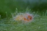 El bioinsecticida Mycotal fulmina a la mosca blanca, incluso con frío