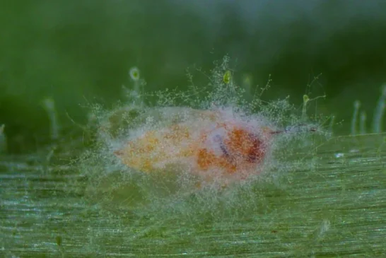 El bioinsecticida Mycotal fulmina a la mosca blanca, incluso con frío