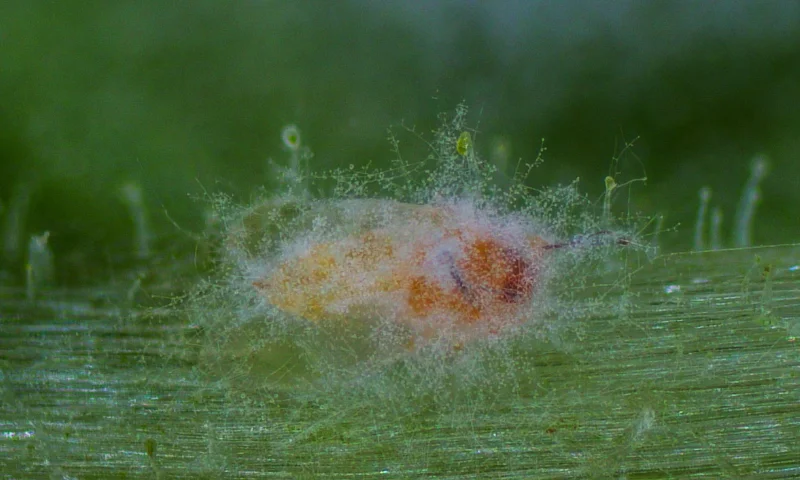 El bioinsecticida Mycotal fulmina a la mosca blanca, incluso con frío