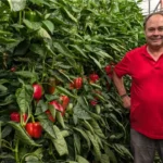 El pimiento Tygranes nace en la finca del agricultor Luis Pérez / agroautentico.com