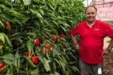 El pimiento Tygranes nace en la finca del agricultor Luis Pérez