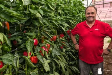 El pimiento Tygranes nace en la finca del agricultor Luis Pérez